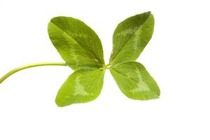 Shamrock on white background photo