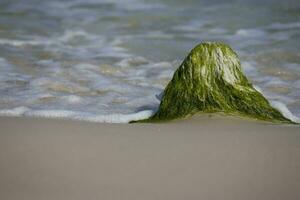 seaside landscape with a boulder overgrown with green algae and waves of the sea in the background photo