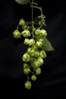 natural green hop cones on black isolated background in close-up photo