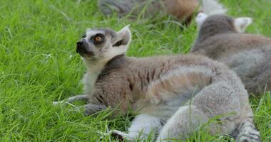 ringstaart lemur resting Aan de gras en vervolgens wandelen weg video