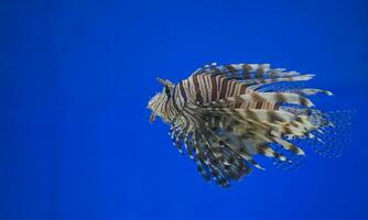 big saltwater stonefish fish on a blue background in the aquarium photo