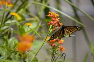 delicate orange butterfly perched on a colorful flower in the garden photo