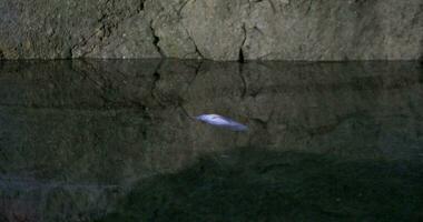 Fisch im Bauch hoch Position kämpfen zu schwimmen video