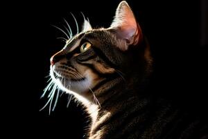 un gato es mirando arriba dentro el cielo en el oscuro generativo ai foto