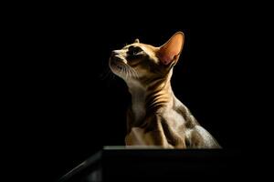 a cat is sitting on a table in the dark generative AI photo