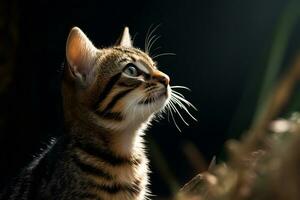 a cat looking up at the sky in the dark generative AI photo