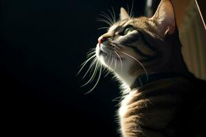 a cat looking up at the sky in the dark generative AI photo
