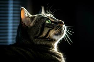 un gato mirando arriba a el cielo en el oscuro generativo ai foto