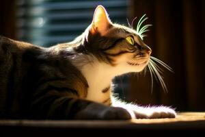 un gato sentado en un ventana umbral en el luz de sol generativo ai foto