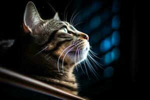 a cat looking up at the sky in a dark room generative AI photo