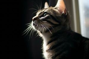 a cat looking up at the sun through a window generative AI photo