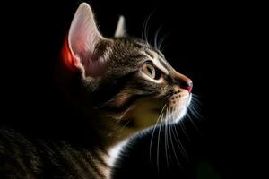 un cerca arriba de un atigrado gato en el oscuro generativo ai foto