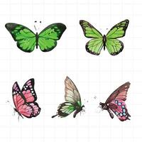 butterflies in different colors on a white background vector