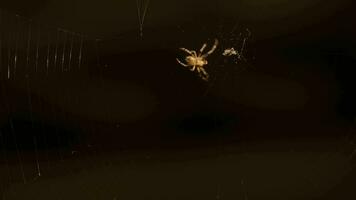 araña en el centrar de el web. cruzar araña captura mosca y envase con seda video