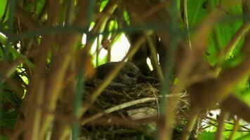 fechar acima, a pássaro é sentado dentro a ninho. incubação filhotes dentro seus natural meio Ambiente video