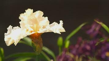 zomer. delicaat iris bloem in de tuin, dichtbij omhoog. sierteelt concept video