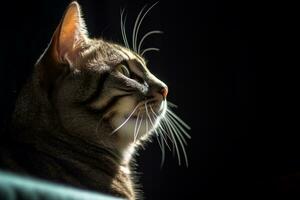 un cerca arriba de un gato mirando apagado dentro el distancia generativo ai foto