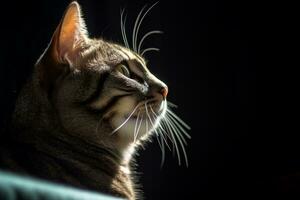 a close up of a cat looking off into the distance generative AI photo