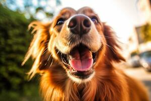 a close up of a golden retriever with its mouth open generative AI photo