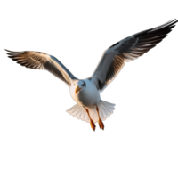 3D rendering of a seagull flying isolated on transparent background, generative ai png