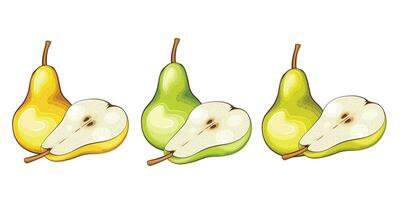 Pear isolated vector illustration. Fruits colorful illustrations isolated on white background.  Fruit collection.