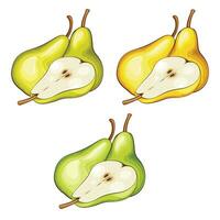 Pear isolated vector illustration. Fruits colorful illustrations isolated on white background.  Fruit collection.