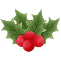 christmas holly green leaves and red berries isolated on transparent background png