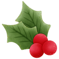 christmas holly green leaves and red berries isolated on transparent background png