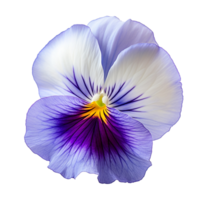 fikus png isolerat en fikus blomma png lila fikus blomma transparent bakgrund ai genererad