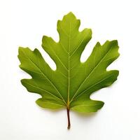 Oak Leaf leaf commercial photography with white background photo studio