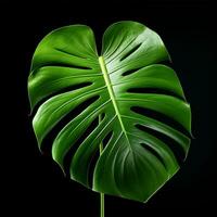 Monstera Leaf commercial photography with white background photo studio