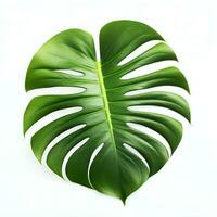 Monstera Leaf commercial photography with white background photo studio