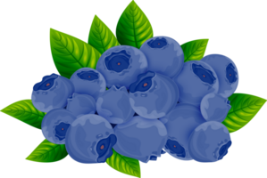 blueberry clipart png