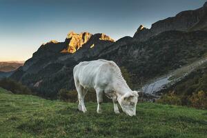 un blanco vaca roza foto