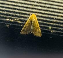 Closeup of Corn Earworm Moth or Helicoverpa zea against a glowing lamp in the evening. photo