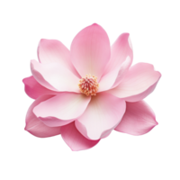 Rosa Magnolie Blume isoliert png