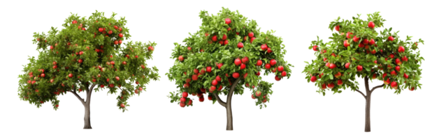 Apple tree isolated png