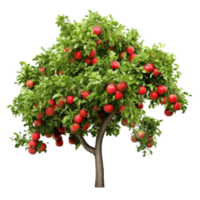 Apple tree isolated png