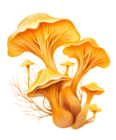 chanterelle cogumelos isolado png