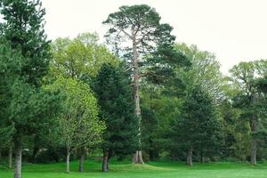 Gorgeous Low Angle View of Local Public Park of Luton England UK photo