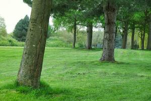 Gorgeous Low Angle View of Local Public Park of Luton England UK photo