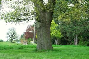 maravilloso bajo ángulo ver de local público parque de lutón Inglaterra Reino Unido foto