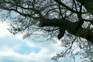 Gorgeous Low Angle View of Local Public Park of Luton England UK photo