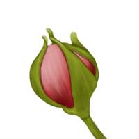 aquarelle fleur bourgeon png