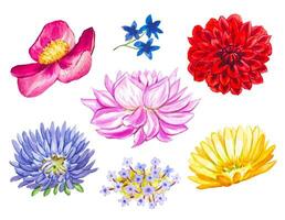 Watercolor set with buds of summer flowers vector