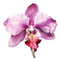 Ai generated purple orchid flower on a white background png