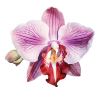 Ai generated purple orchid flower on a white background png