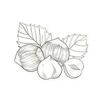 Hazelnut icon 4 fruits of nuts and leaves and kernels. composition of hazelnuts, organic product vector