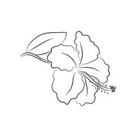 Hibiscus flower, large bud drawn with lines. Isolated bud on a branch. For invitations and valentines vector