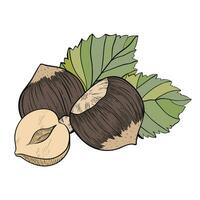 Hazelnut composition of several nuts and leaves. Colored nut icon for bars and products vector